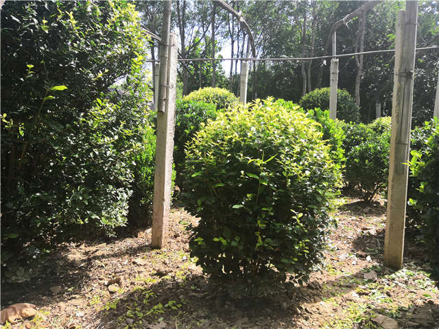 太阳成集团tyc7111cc