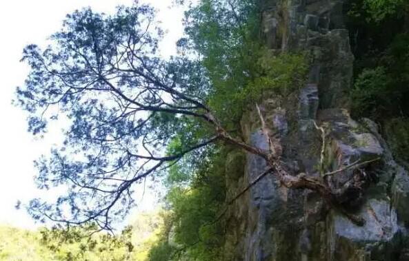 “太阳成集团tyc7111cc”“悬赏20万”须防用陋习反陋习(图1) 太阳成集团tyc7111cc