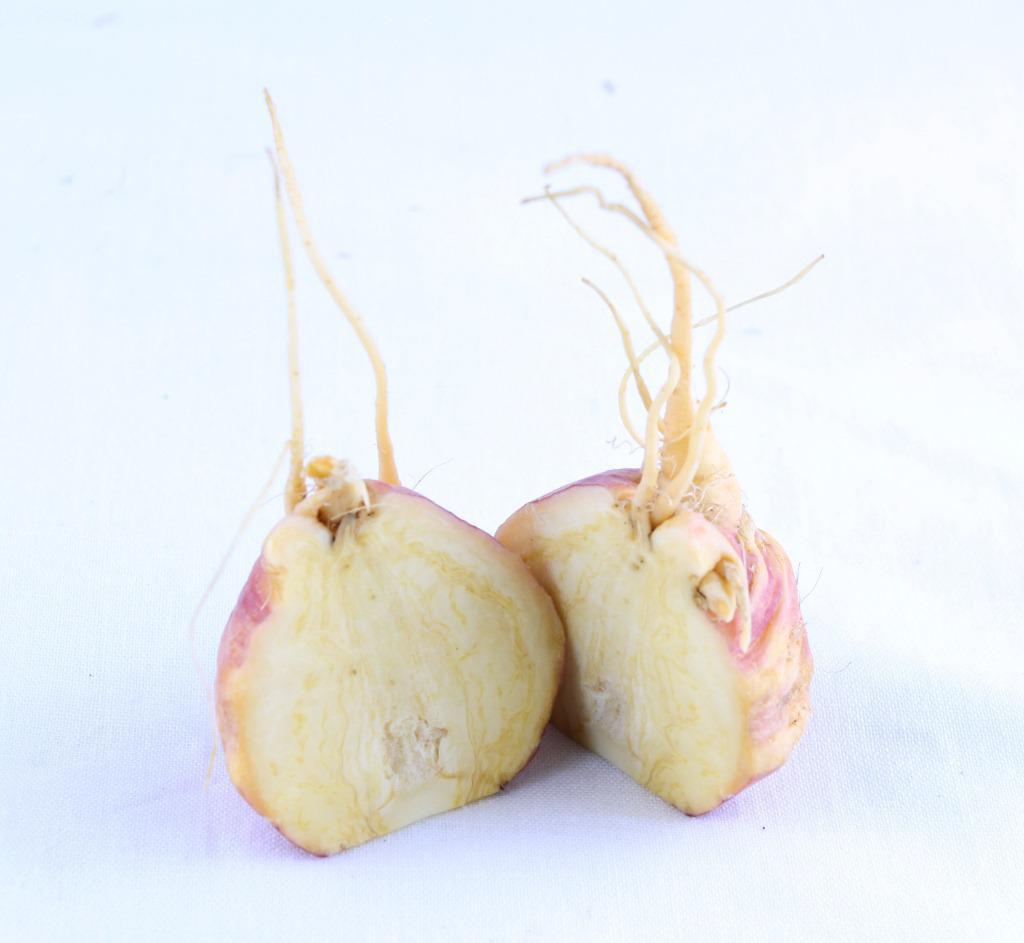 太阳成集团tyc7111cc