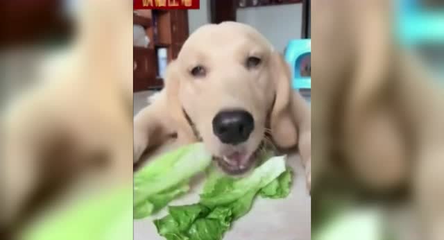 可可·香奈儿经典语录,句句精炼,女人必看语录!_太阳成tyc7111cc(图1) 太阳成tyc7111cc