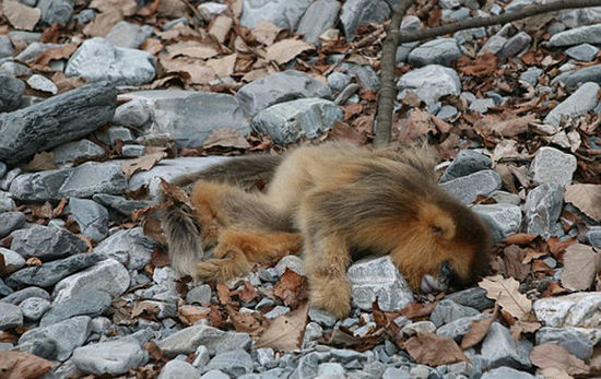 太阳成集团tyc7111cc_浙江温岭再发暴力袭医案卫生院领导被打脑震荡(图2) 太阳成tyc7111