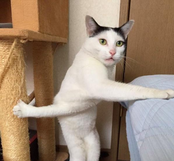 2019年汽车安全带气囊故障召回近200万辆:太阳成集团tyc7111cc(图1) 太阳成tyc7111cc