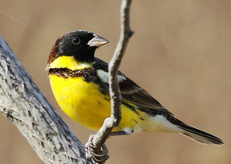 医生擅切子宫患者术后1个月才知道-太阳成tyc7111(图1) 太阳成tyc7111